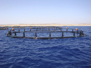 cage à poissons pour l'aquaculture