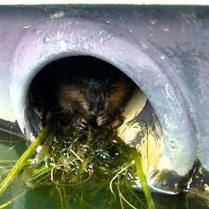 protection d'échappement pour rat musqué