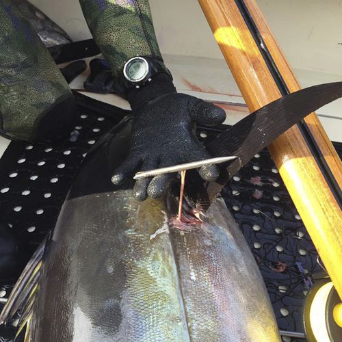 Accroche-poisson - Slip Tip - Ulusub Spearfishing Co.