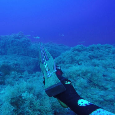 Arbalète de chasse sous-marine en bois - RÉGAL LASER  - Carl's Guns