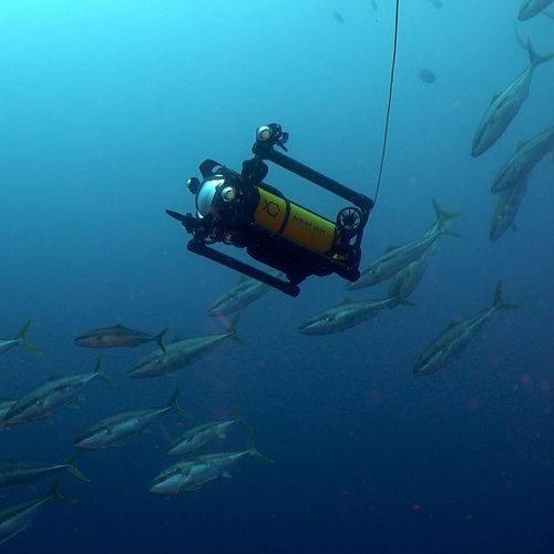 drone sous-marin pour la photographie - Boxfish Research