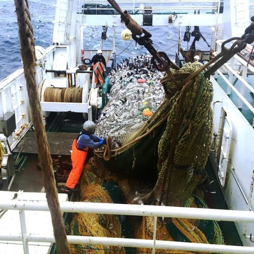 Filet de pêche - Zenith - Vónin - chalut