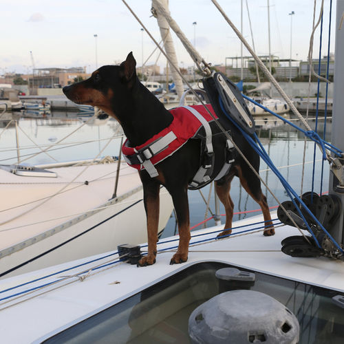Gilet d'aide à la flottabilité pour sports nautiques - Comfy  - LALIZAS | Life Saving Equipment - pour animaux domestiques / mousse / rouge