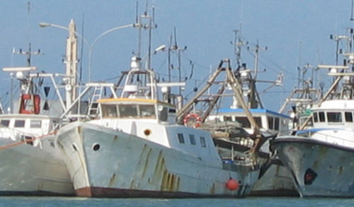 Sondeur de pêche pour navire de pêche - SY50 - Simrad - couleur / omnidirectionnel