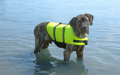 Gilet d'aide à la flottabilité pour animaux domestiques - Paws Aboard