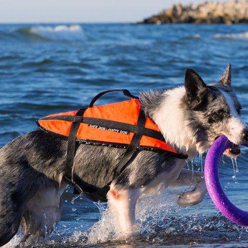 Gilet d'aide à la flottabilité pour sports nautiques - Aquarius - pour animaux domestiques / mousse