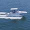 cabin-cruiser hors-bord790 VENTURA SDRodman