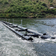 barrage de protection / flottant / pour rivière