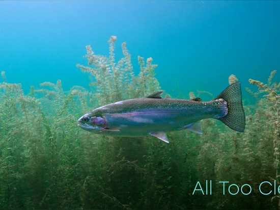 vidéo de tournage d'un documentaire sur la faune et la flore "All Too Clear" 2